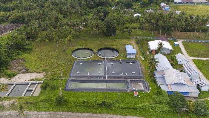 Potret Proyek Budidaya Udang Vaname di Halmahera Barat Terbengkalai