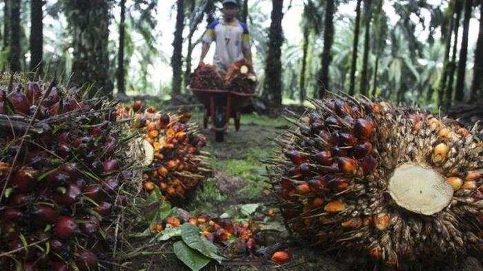 Penjualan Anjlok, Laba Emiten CPO Milik Haji Isam (PGUN) Jadi Rp10,5 Miliar