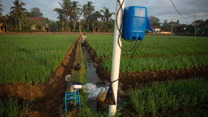 Petani di Bantul Manfaatkan Energi Listrik untuk Irigasi Sawah Saat Kemarau