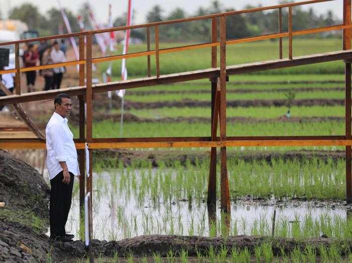 Kembangkan Varietas Padi Adaptif di Merauke, Mentan: Luar Biasa Potensinya