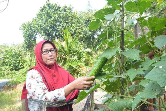 Tanam Aneka Sayur di Pekarangan Jadi Tambahan Pendapatan Warga Muara Enim