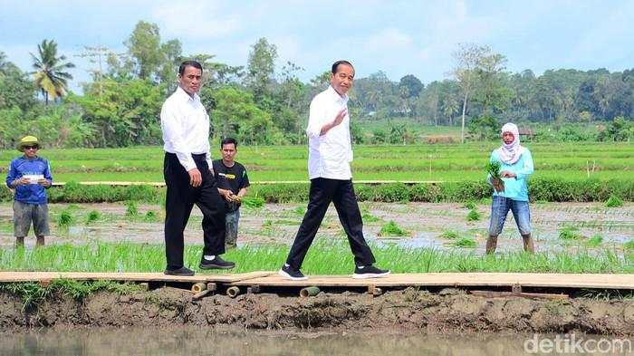 Geber Pompanisasi, Jokowi Target Petani Bisa Panen 2-3 Kali Setahun