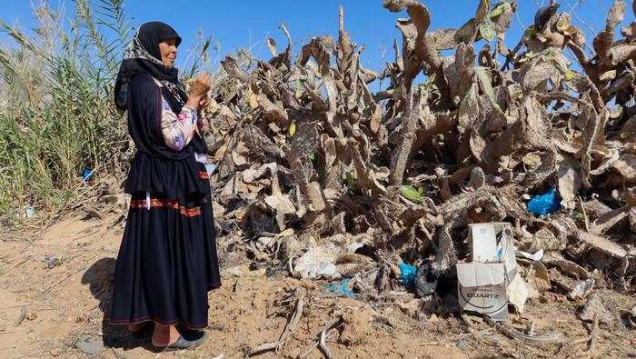 Ribuan Hektare Kebun Pir di Tunisia Terserang Hama Serangga