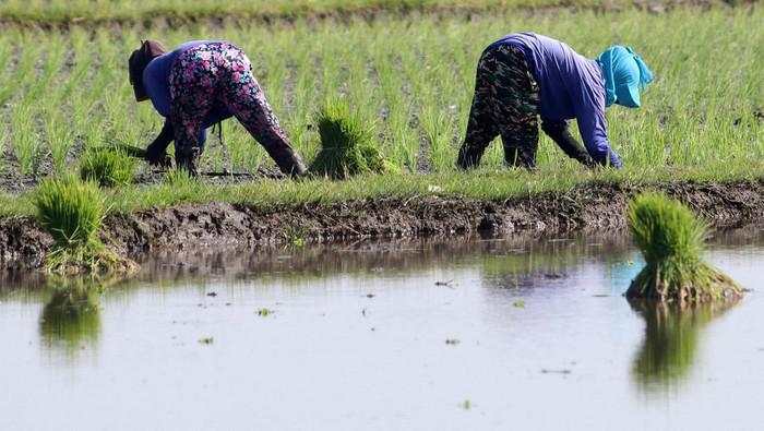 Mengintip Petani Tanam Padi di Kediri