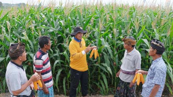 Dukung Swasembada Pangan, Bali Kembangkan Jagung Bioteknologi