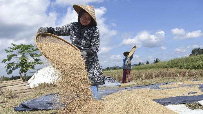 Harga Gabah Kering Naik Tinggi dalam Dua Bulan Terakhir