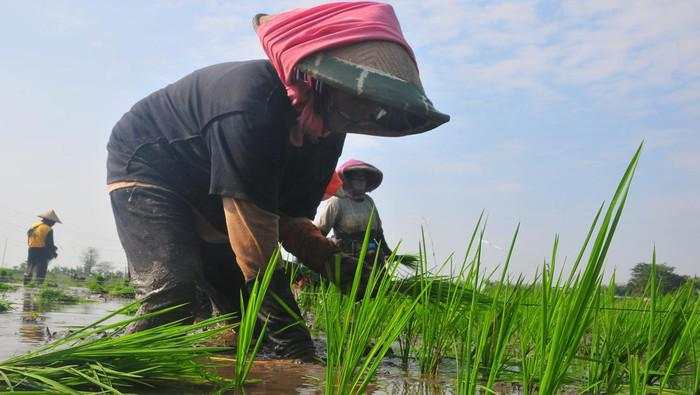 Intip Buruh Tani Tandur Padi di Kudus Meski Musim Kemarau