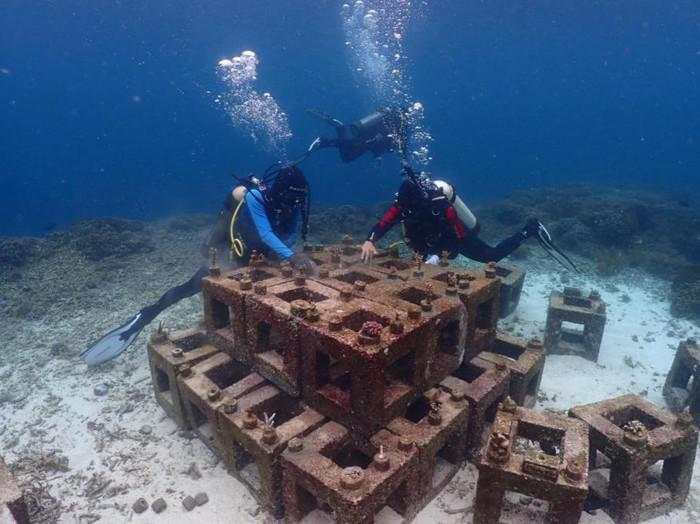 Harita Nickel Restorasi Terumbu Karang di Perairan Pulau Obi