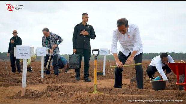 Jokowi Tanam Tebu Perdana di Merauke, Singgung Perubahan Iklim Ekstrem