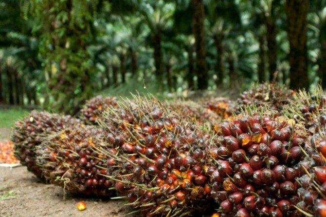 Meski Penjualan CPO Turun, Laba TLDN Melejit 324 Persen di Semester I