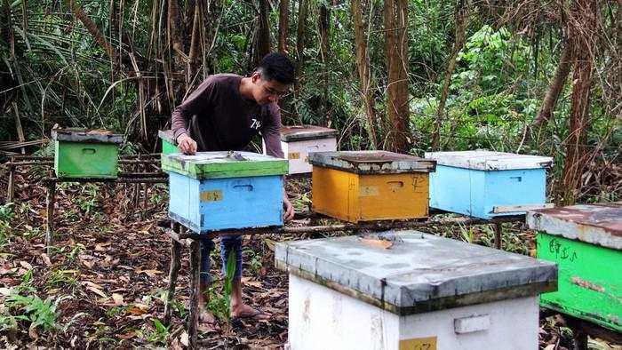 Melihat Budi Daya Lebah Madu di Hutan Bengkalis