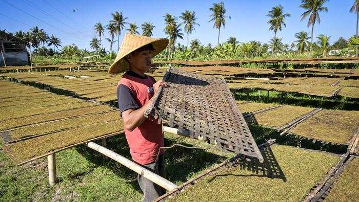 Tembakau Kasturi Khas Lombok Dijual Rp 7 Juta/Kuintal