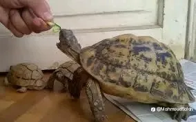 feed image