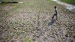 Banyak Sawah Mengering, Petani Indramayu Terancam Gagal Panen