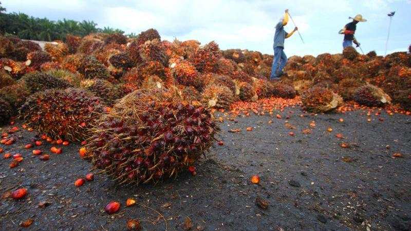 Laba Emiten Sawit LSIP Melesat 259 Persen, Pendapatan Tembus Rp1,8 Triliun