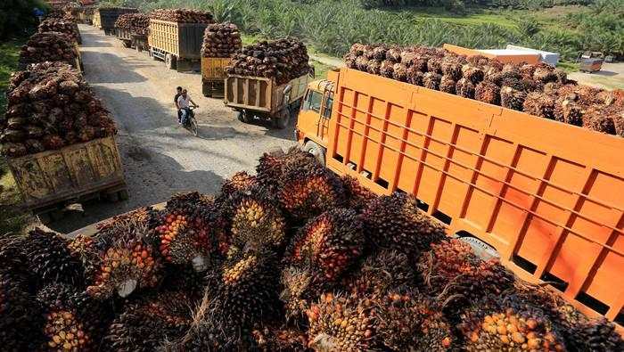 India Mau Pajaki CPO, Begini Tanggapan Pemerintah