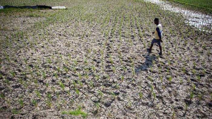 Banyak Sawah Mengering, Petani Indramayu Terancam Gagal Panen