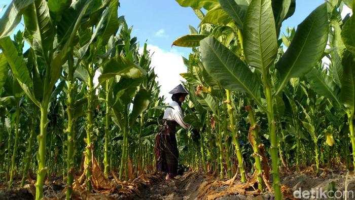 Petani Tolak PP Kesehatan, Khawatir Produksi Tembakau-Cengkeh Turun & PHK