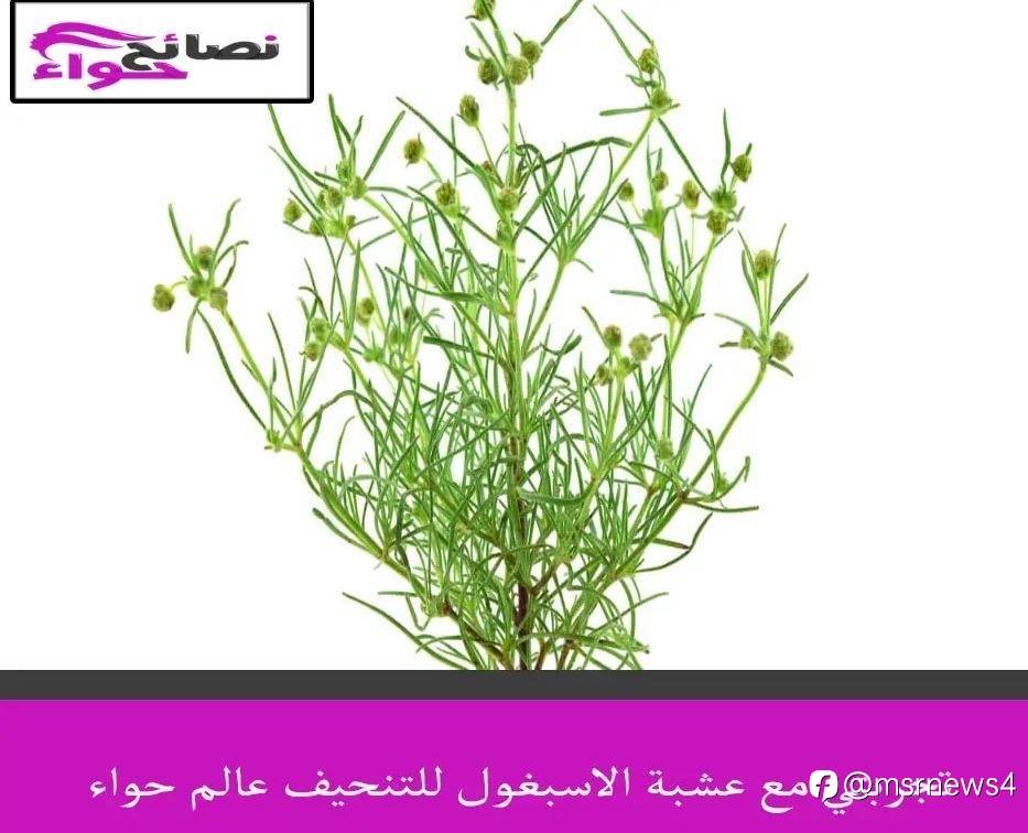 تجربتي مع عشبة الاسبغول للتنحيف عالم حواء