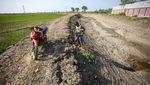 Banyak Sawah Mengering, Petani Indramayu Terancam Gagal Panen