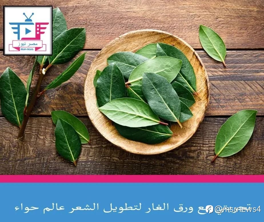 تجربتي مع ورق الغار لتطويل الشعر عالم حواء