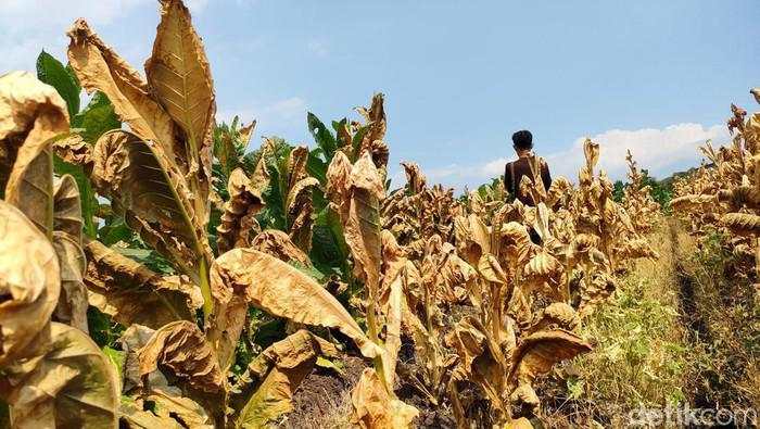 Penjualan Tembakau Turun, Petani Waswas
