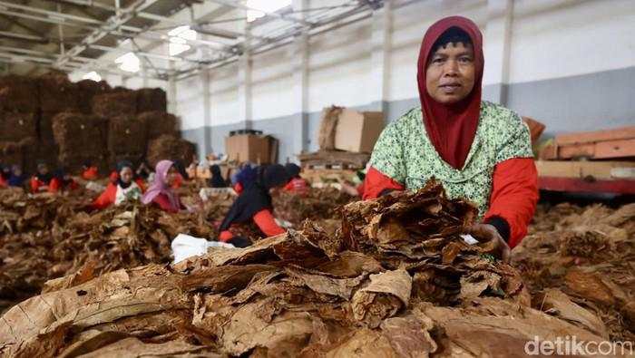 Kemasan Polos Persulit Konsumen Bedakan Rokok Legal dan Ilegal