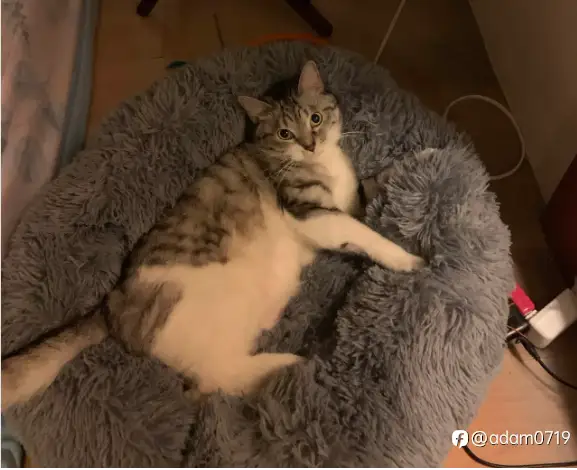 feed image