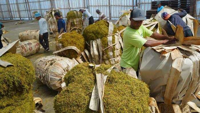 Petani Tembakau & Cengkeh Tolak Aturan Rokok PP 28, Bisa Gerus Pendapatan