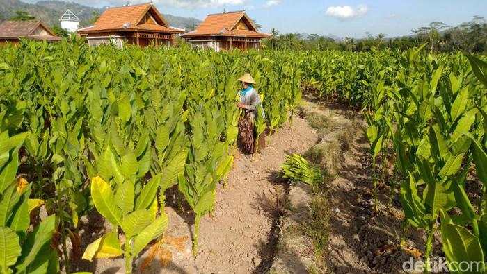 Pekerja Sektor Tembakau Harap Pemerintahan Baru Bisa Buka Banyak Lapangan Kerja