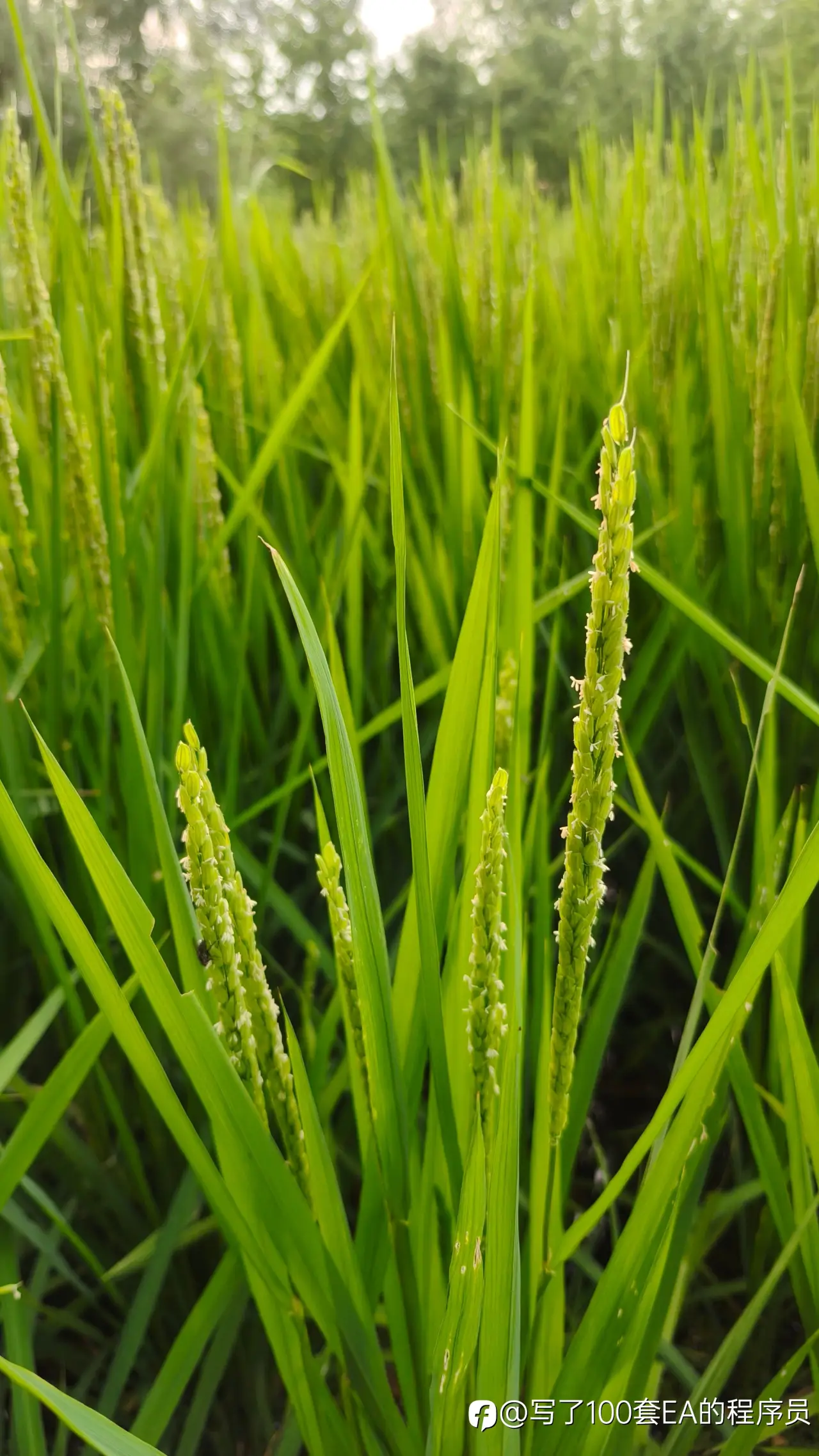 feed image