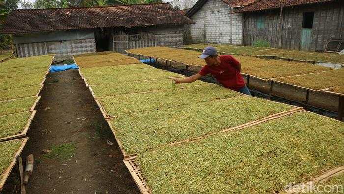 Petani Tembakau Tolak Aturan Rokok, Desak Hal Ini ke Pemerintah