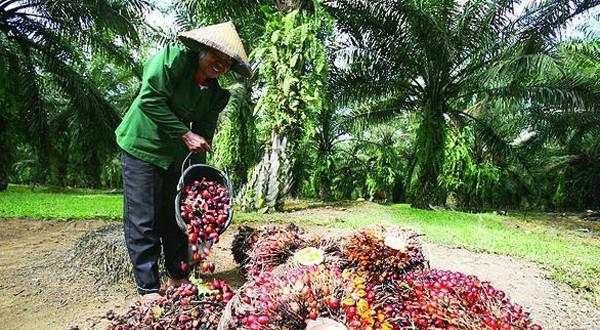 20 Perusahaan Sawit Terbesar di Indonesia yang Sahamnya Bisa Dibeli di Bursa Efek