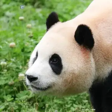 又上榜,其连续两周盈利超10万美元!