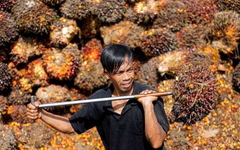 Harga CPO Kembali Melemah Jelang Akhir Pekan