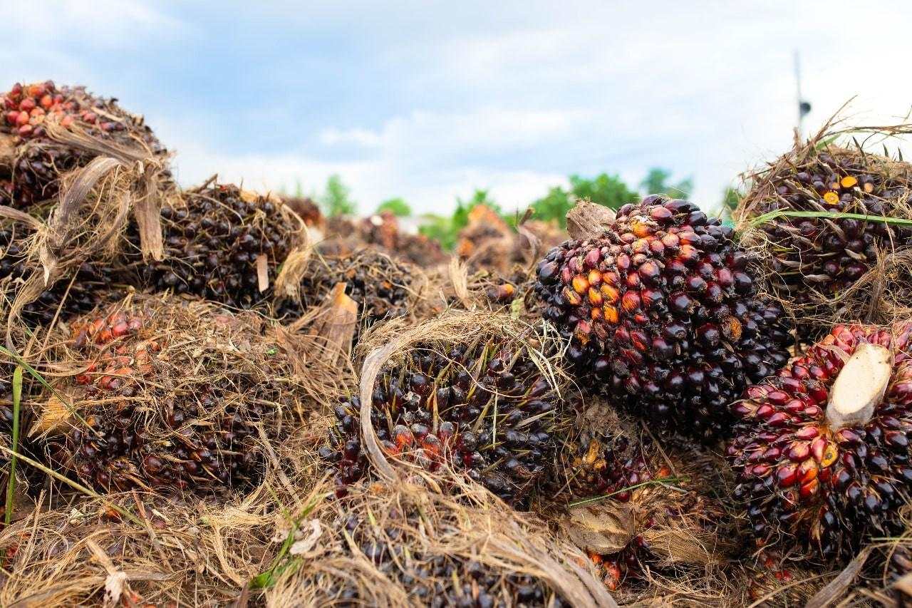 Harga CPO Tembus Level Tertinggi dalam Lebih dari 2 Tahun