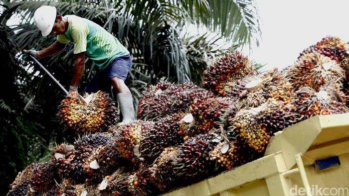 Uni Eropa Tunda Aturan Jegal Sawit, tapi buat RI Itu Belum Cukup