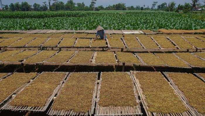 Aturan Pengetatan Tembakau Bisa Ancam Industri, Buruh Ikut Waswas