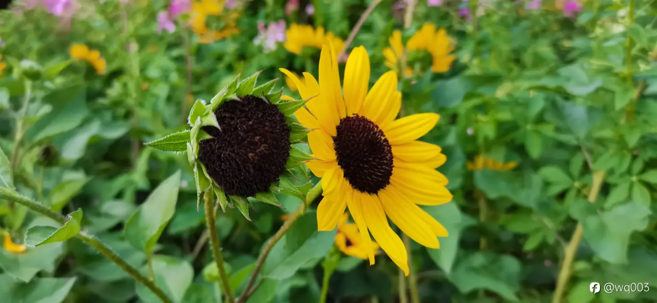 feed image