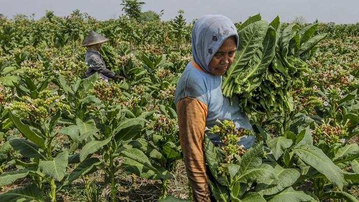 Petani Ungkap 5 PR Pemerintahan Prabowo di Sektor Industri Tembakau