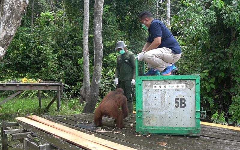 Konsisten Jalankan ESG, SSMS Kembali Rawat Dua Orangutan sebelum Dilepas ke Alam Liar