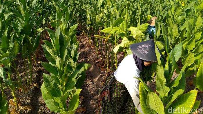 Pengetatan Aturan Tembakau Bisa Bikin Produk Ilegal Marak, Bagaimana Solusinya?