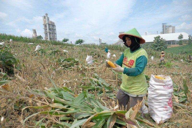 Dukung Perekonomian Masyarakat, SIG (SMGR) Berdayakan Lahan Sekitar Pabrik