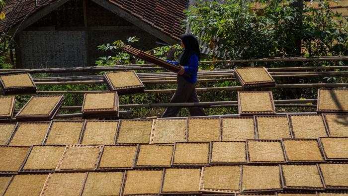 Keluh Petani Aturan Kemasan Rokok Polos Bikin Harga Jual Tembakau Ambruk