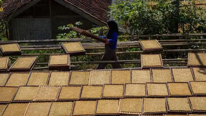 Keluh Petani Aturan Kemasan Rokok Polos Bikin Harga Jual Tembakau Ambruk
