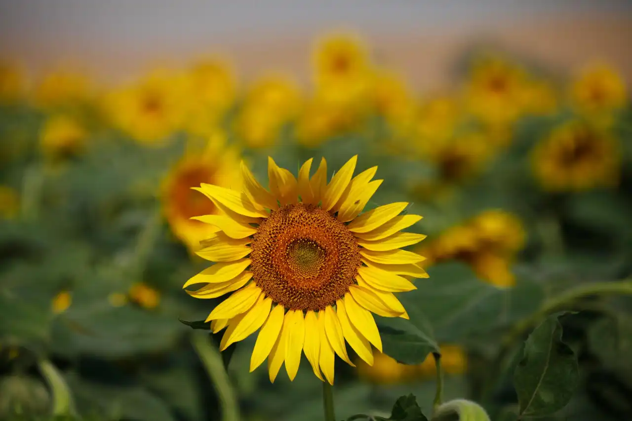feed image