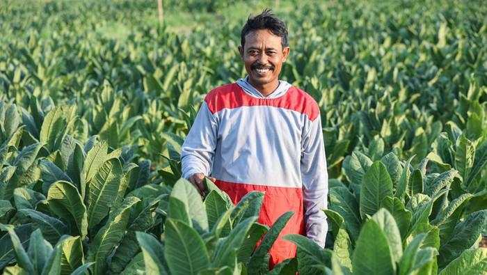 Cerita Petani Tembakau Bisa Sukses Gara-gara Pakai Cara Ini