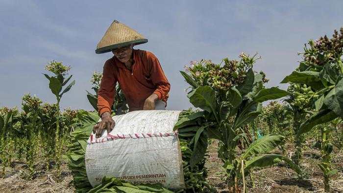 Petani Tembakau Buka Suara soal Rencana Kemasan Rokok Polos