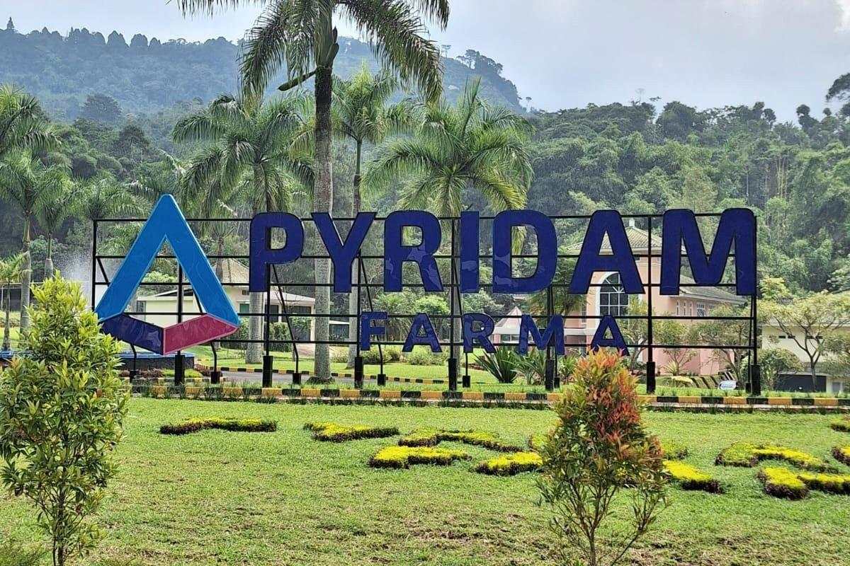 Melonjak 123 Persen, Penjualan Pyridam Farma (PYFA) Tembus Rp1,16 Triliun