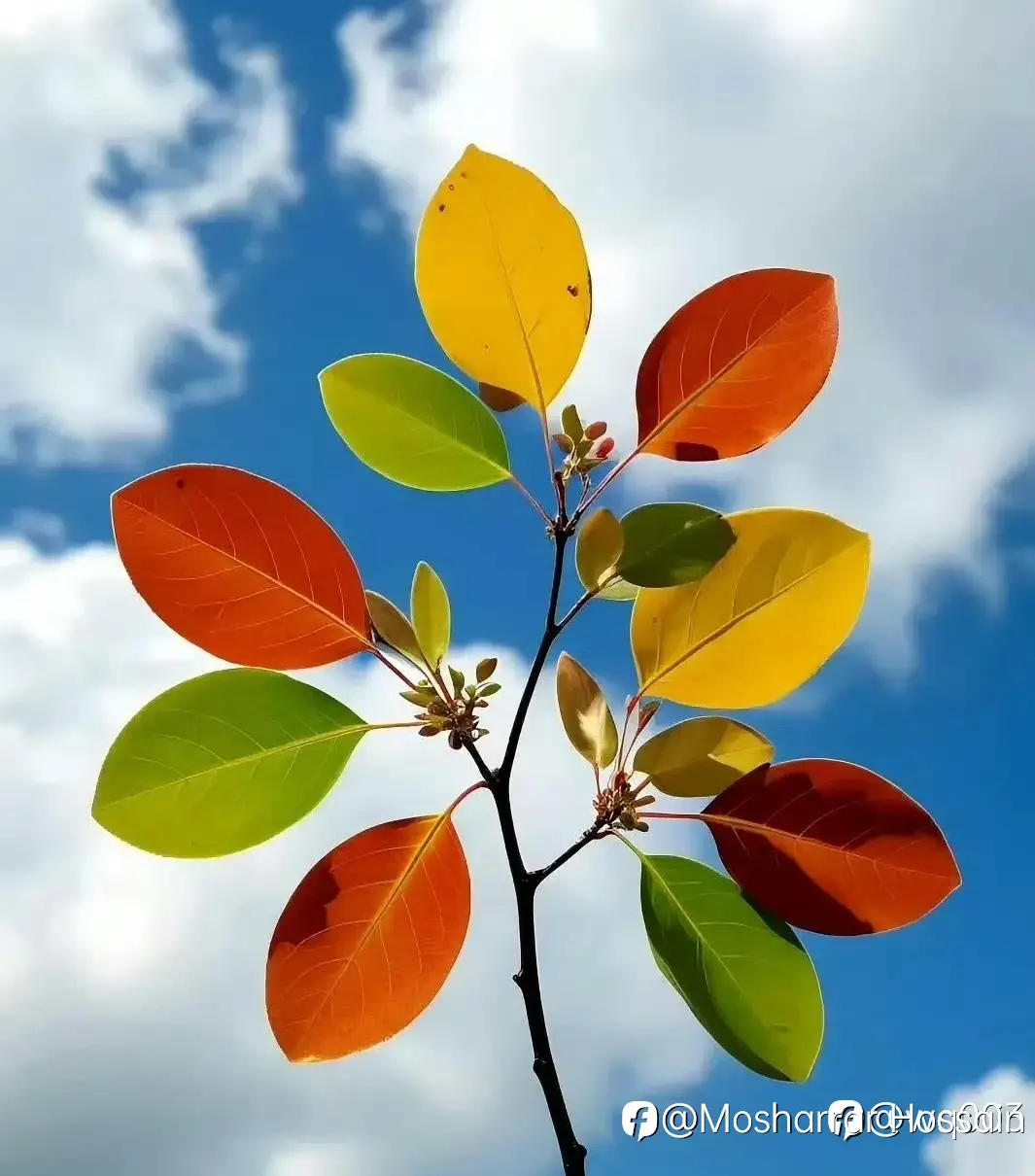 feed image